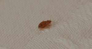 What Are The Best Pesticides To Kill Bed Bugs?
