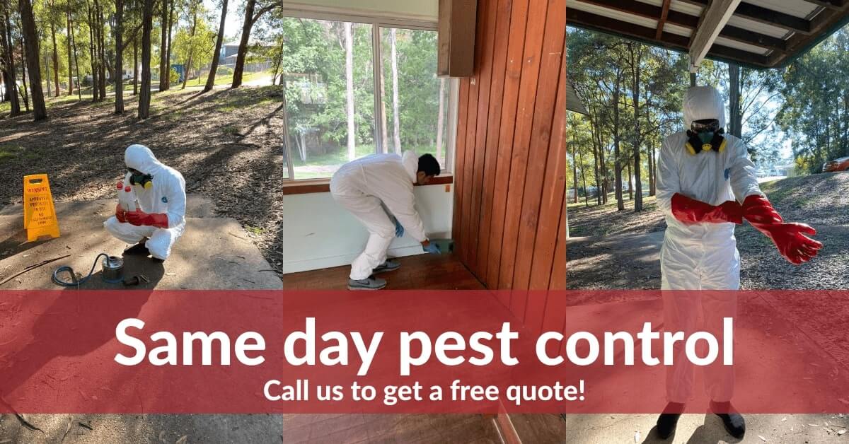 sameday pest control services