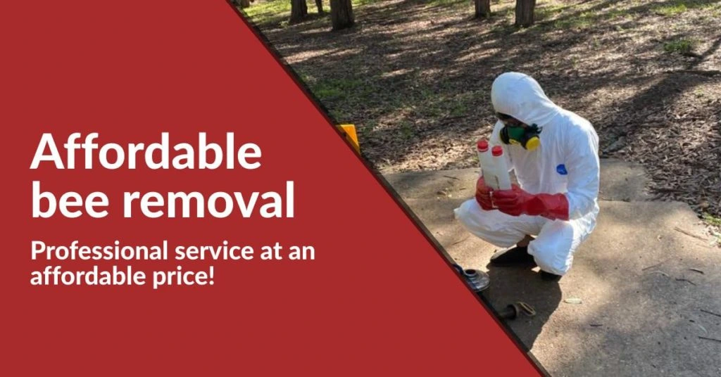 Affordable Bee Hive Removal Service