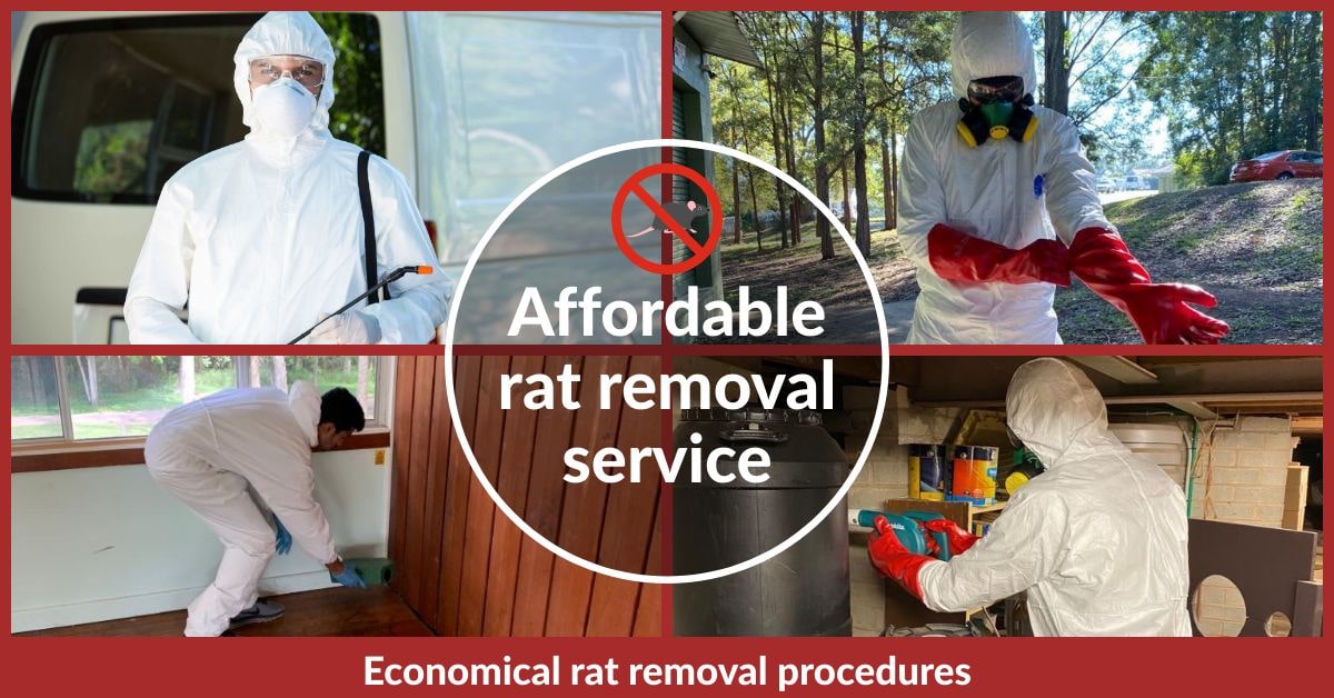 Affordable Rat Removal