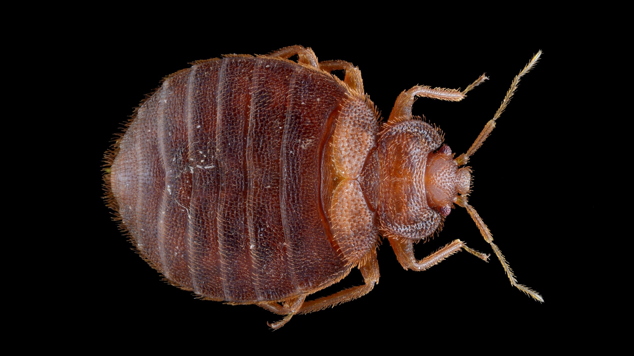 bedbugs
