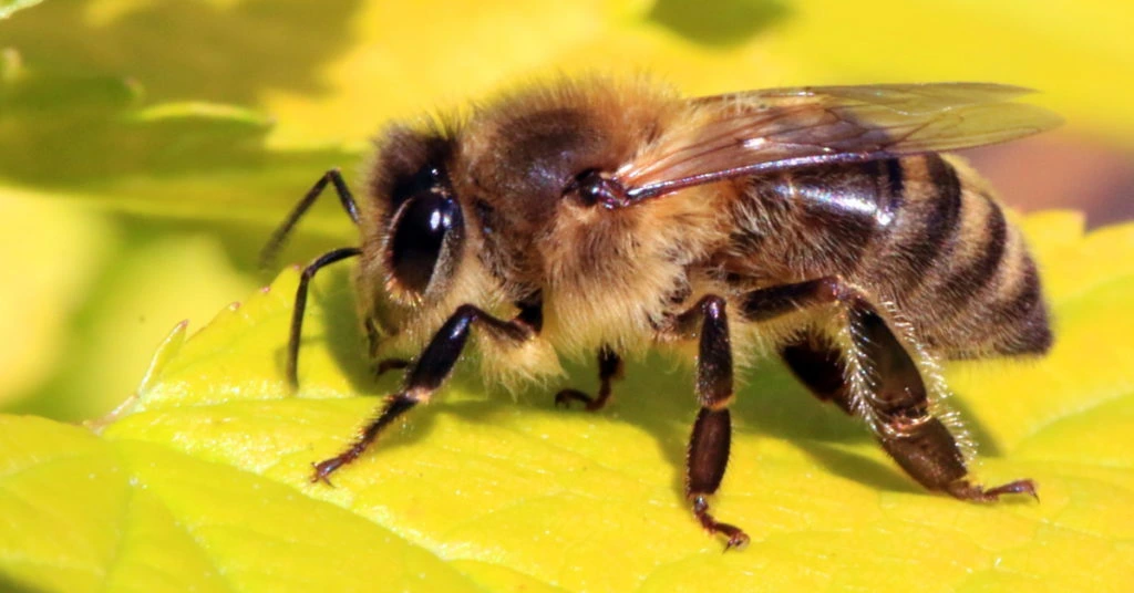 Bees Removal
