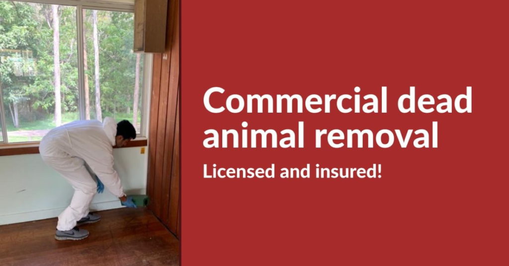 Dead Animal Removal Gold Coast 0480 022 718 Emergency Residential
