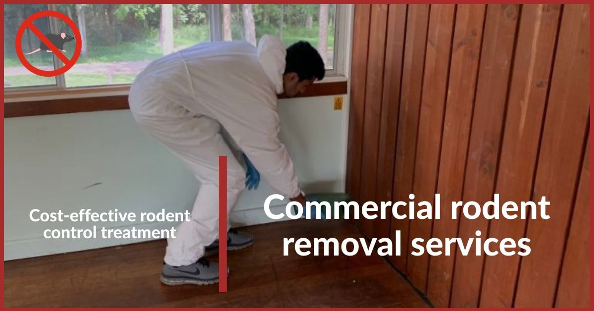 Commercial Rodent Removal