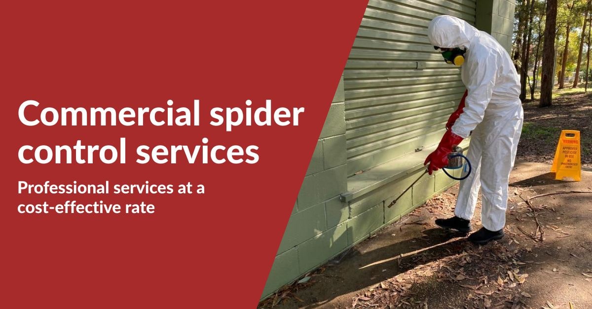 Commercial Spider Control