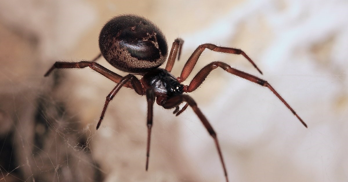 False Widow Spider