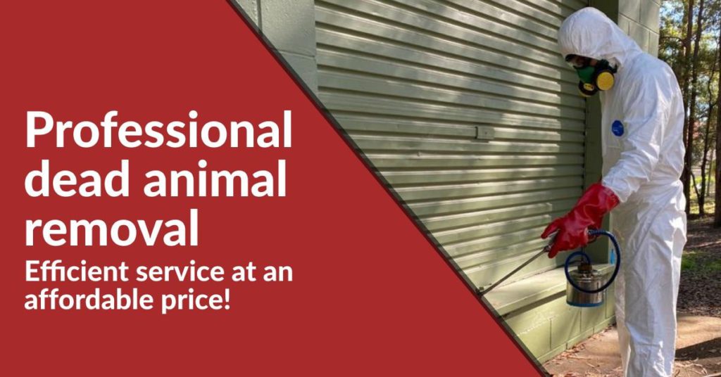 Professional Dead Animal Removal 1024x536 