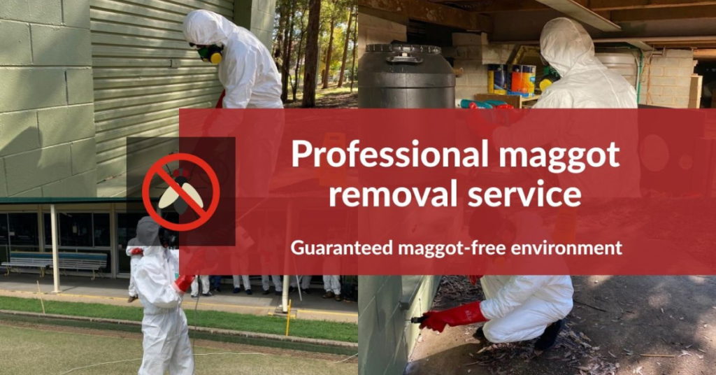Maggots Control Brisbane 0480 022 718 Emergency Residential