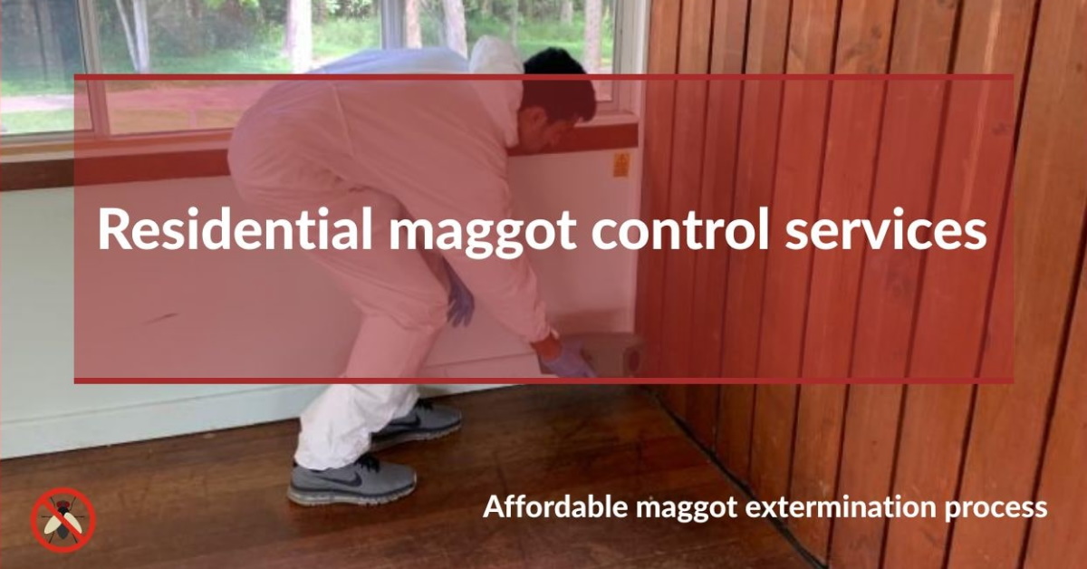 Residential Maggots Treatment in Canberra