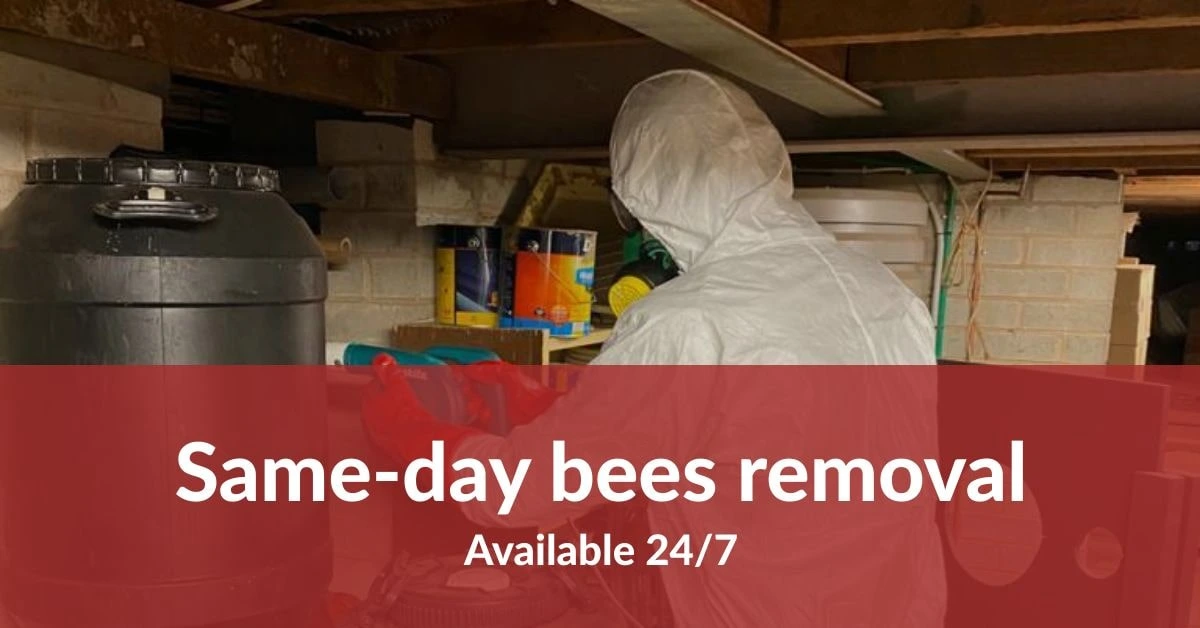 Same-day Bees Removal