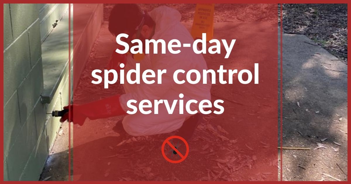 Same Day Spider Control