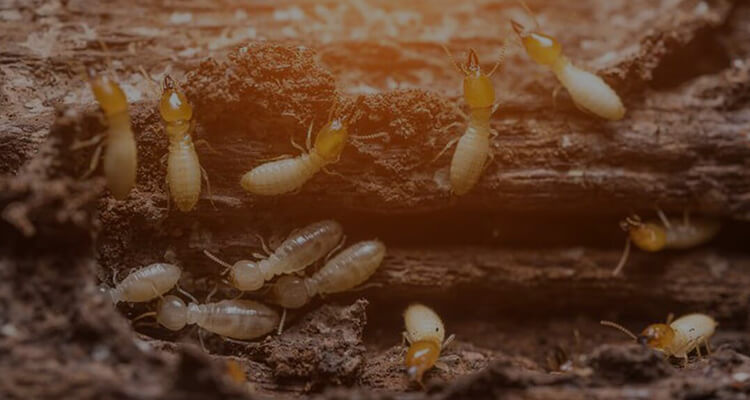 About True Pest Control