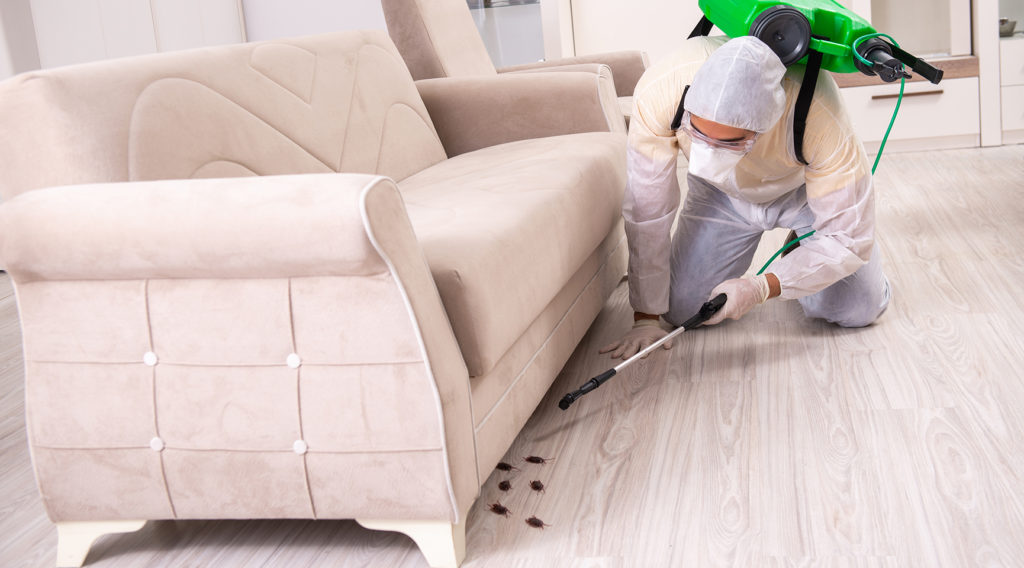 Professional pest control spraying cockroaches under sofa