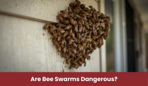 Are Bee Swarms Dangerous? What to Do Before Calling a Professional