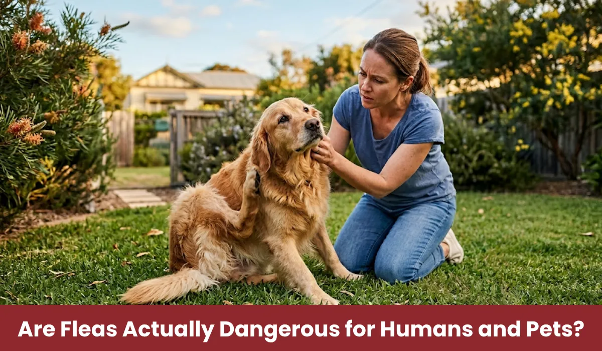 Are Fleas Actually Dangerous for Humans and Pets