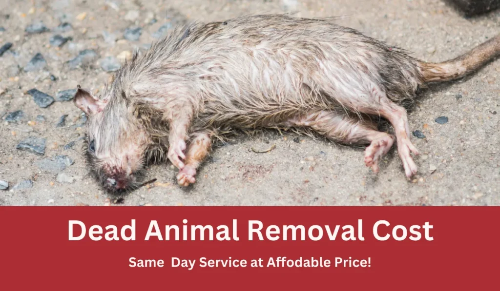 Dead Animal Removal Cost