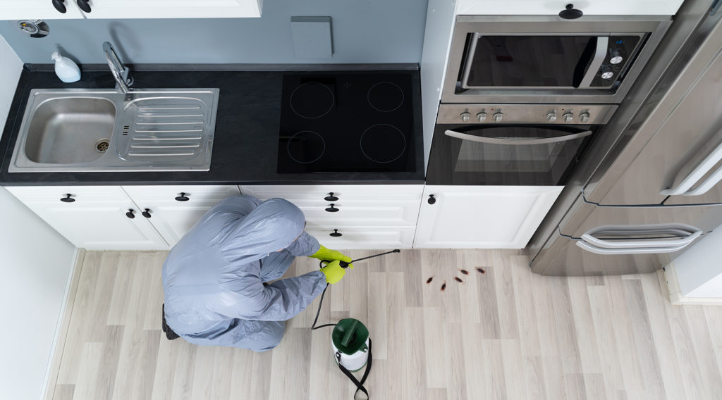pest controlling in kitchen