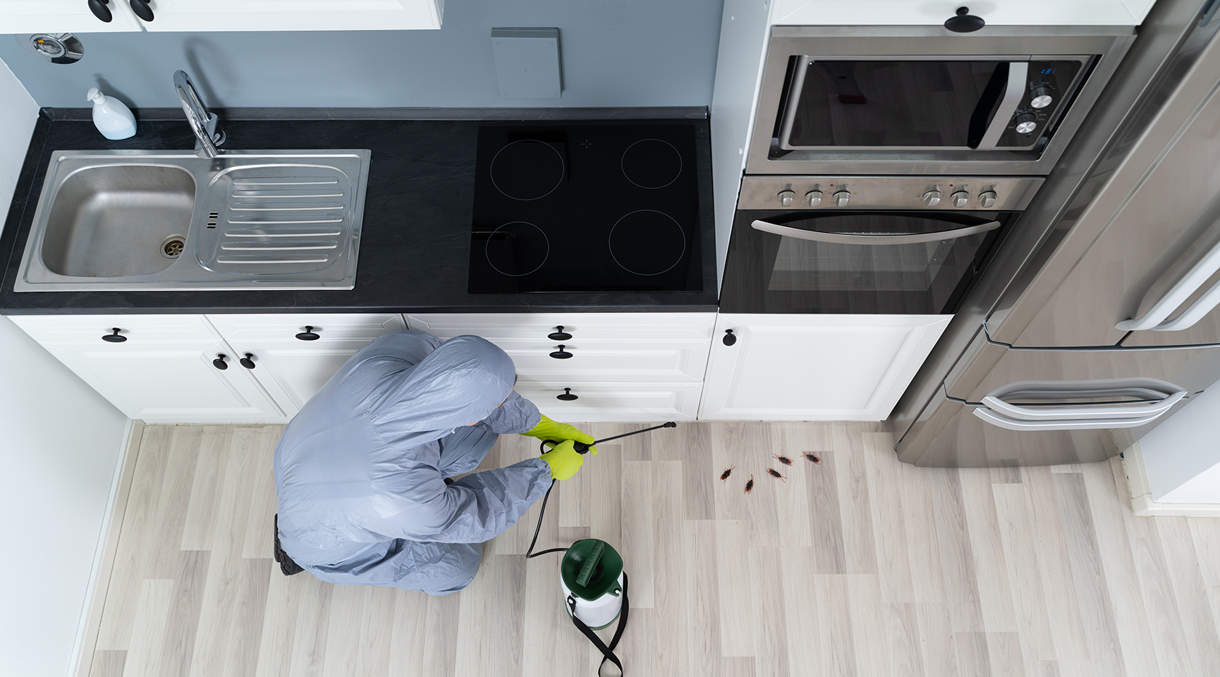 pest controlling in kitchen