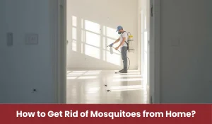 How to Get Rid of Mosquitoes from Home in Australia?