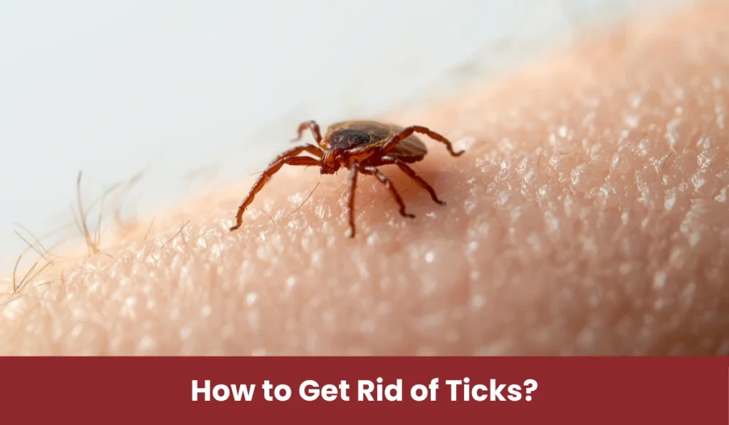 zoom-in tick sitting on human hand