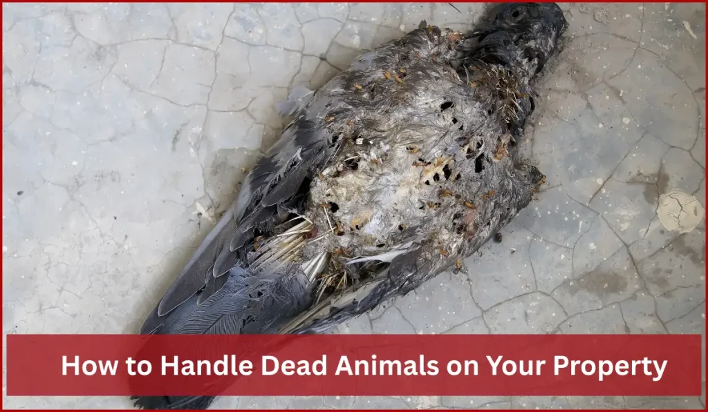 A decomposed dead bird lying on a concrete surface.