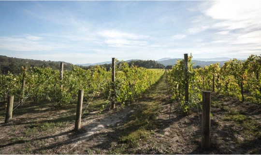 Hoddles Creek