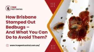 How Brisbane Stamped Out Bedbugs – And What You Can Do to Avoid Them?