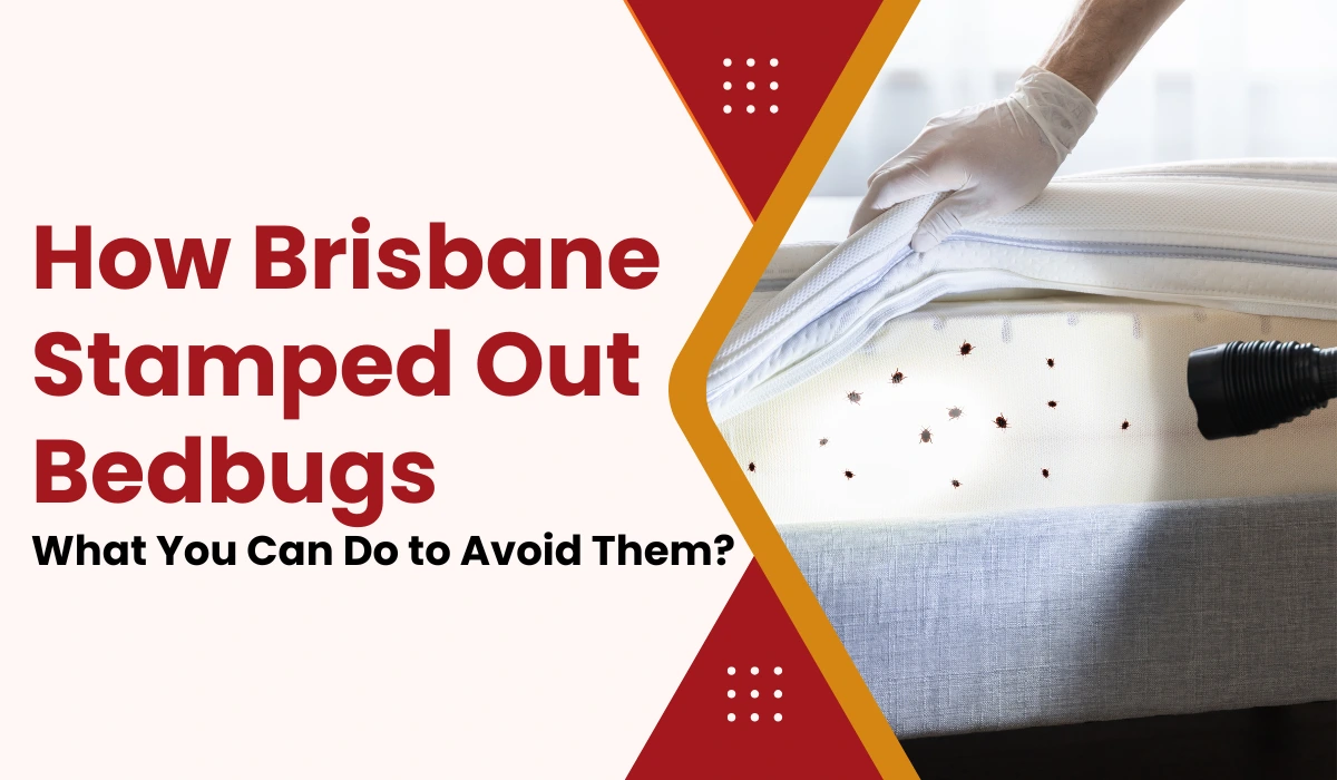 Brisbane Stamped Out Bedbugs