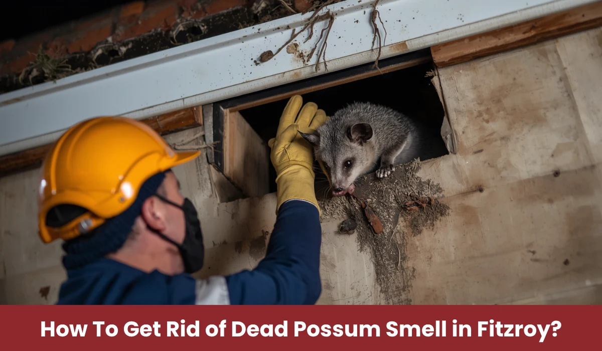 How To Get Rid of Dead Possum Smell in Fitzroy