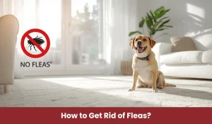 How to Get Rid of Fleas Quickly and Effectively?