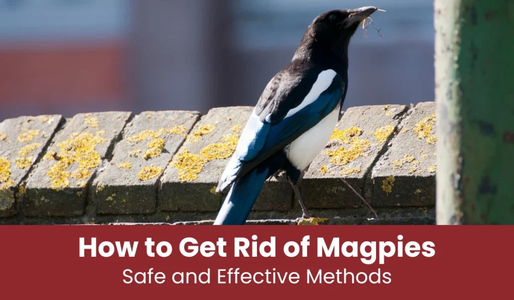 Magpie on brick wall