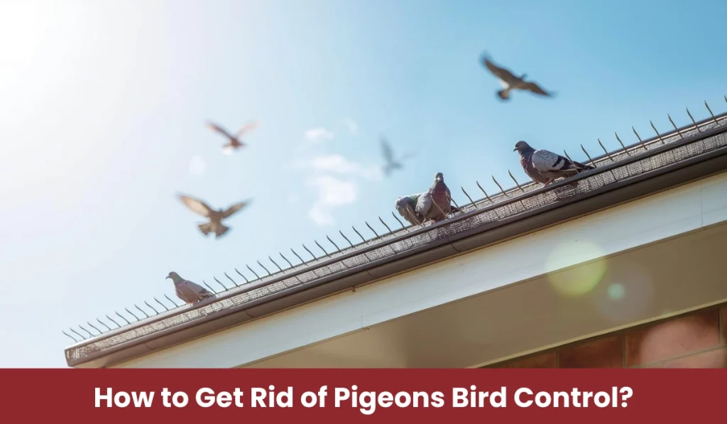 Get Rid of Pigeons Bird