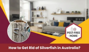 How to Get Rid of Silverfish From Home in Australia: Effective Control Methods & Prevention