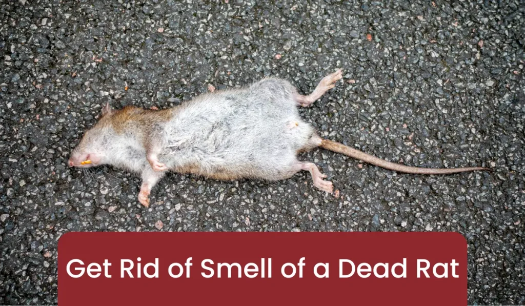 Rid of Smell of Dead Rat