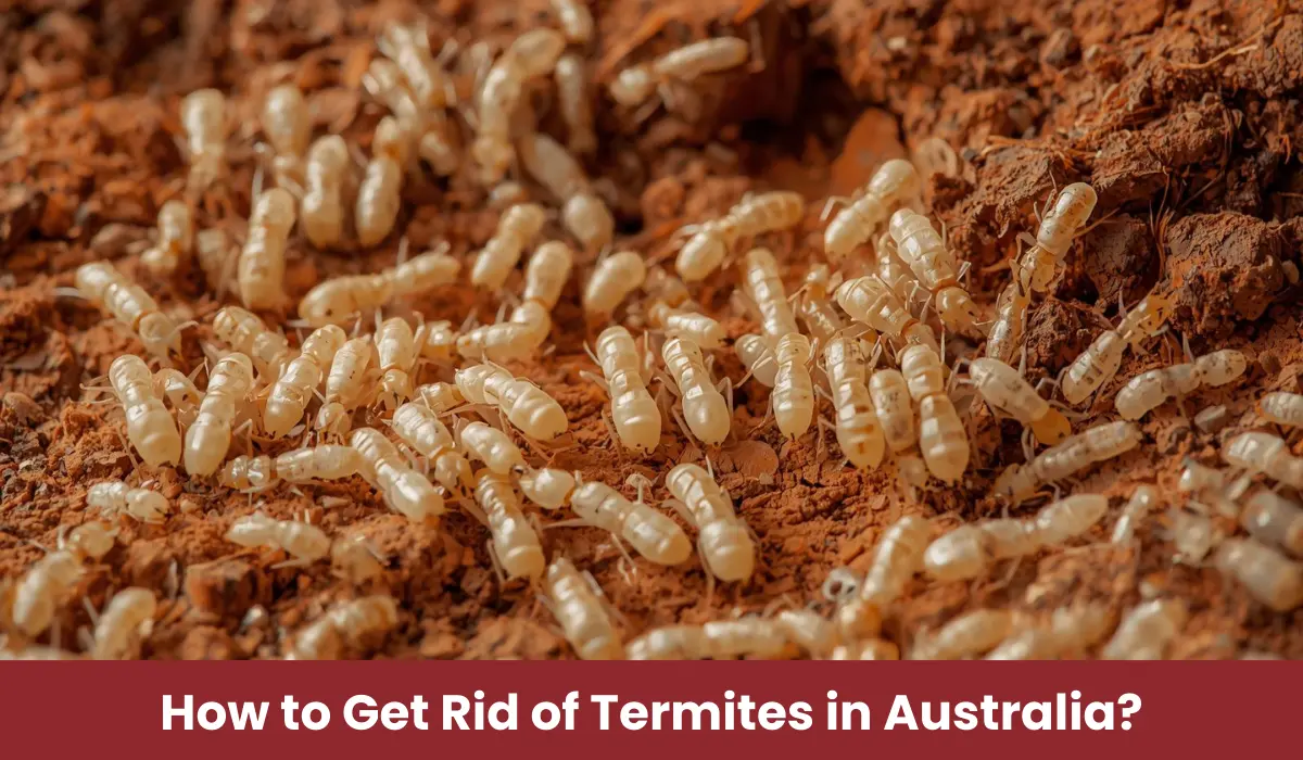 Get Rid of Termites