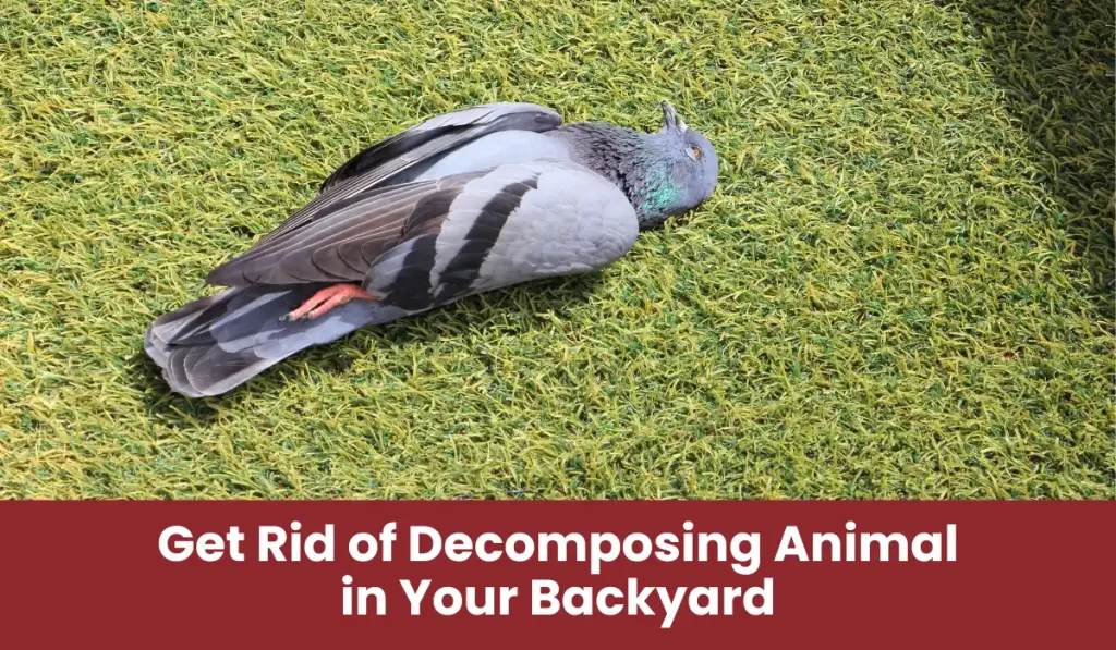 Dead pigeon in Backyard