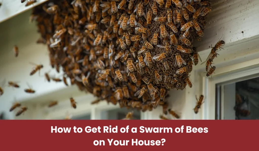 Swarm of Bees on house