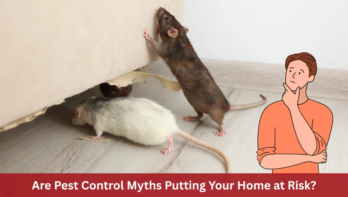 Due to Pest Control Myths, Your Home at Risk