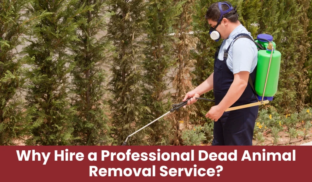 Hire a Professional Dead Animal Removal