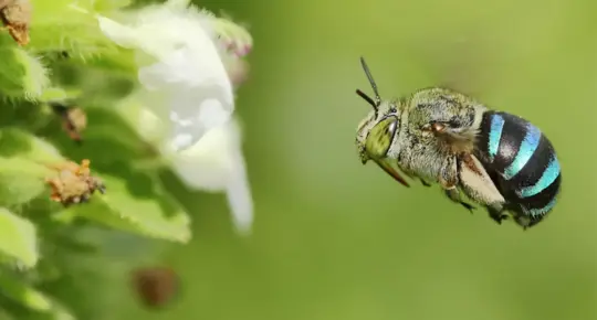 Blue-Banded Bees