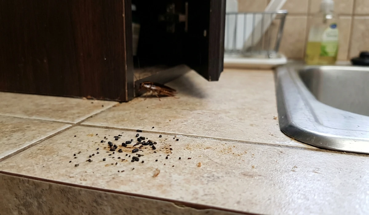 Cockroach Droppings vs Eggs: How to Identify Signs of an Infestation
