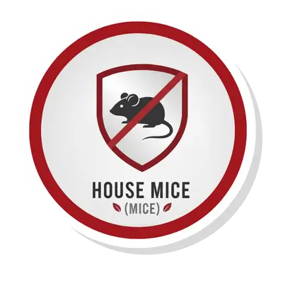 House Mice