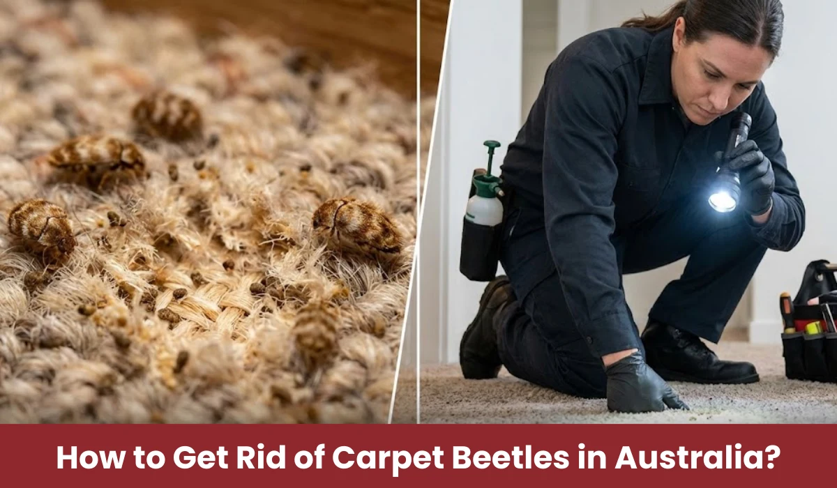 Carpet beetles damaging carpet in Australian home