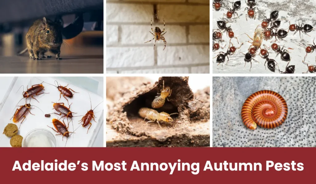 Adelaide’s Most Annoying Autumn Pests