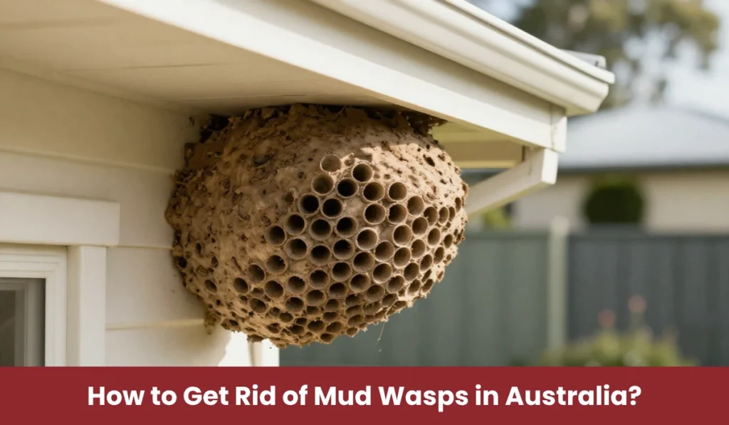 Dried mud wasp nest built under a house eave in Australia