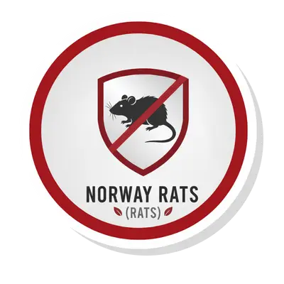 Norway Rats