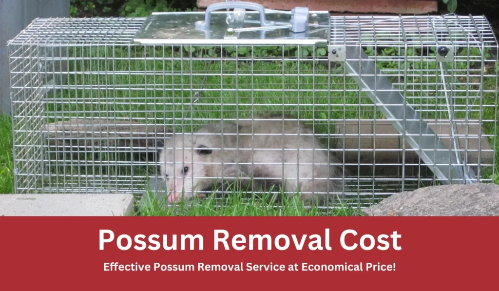 possum removal cost