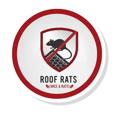 Roof Rats
