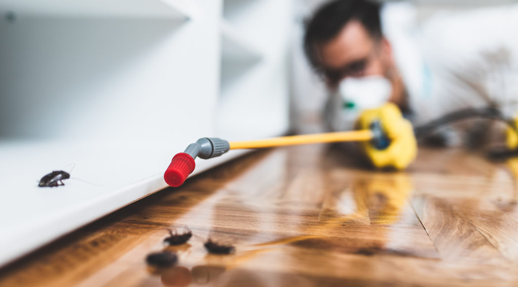 cockroach pest control