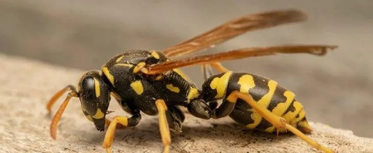 Wasps